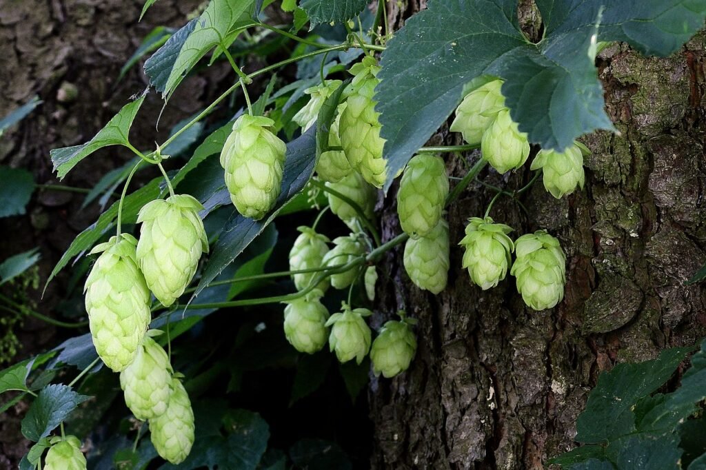 hop cones, plant, hop-3634806.jpg