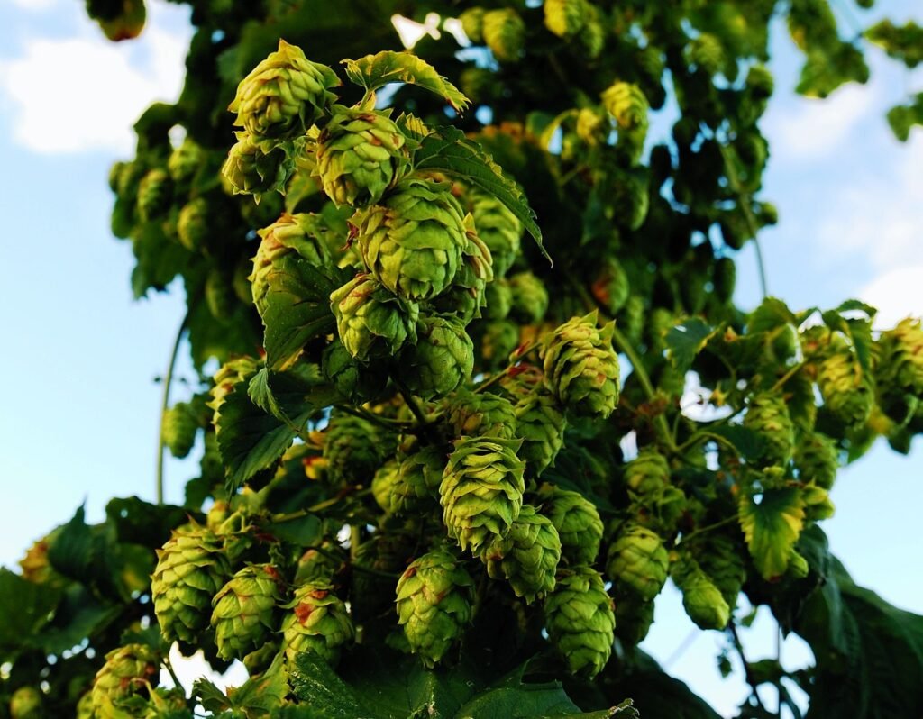 hops, craftbeer, ipa-1683884.jpg